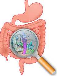 Does gut health influence COVID-19 outcomes?